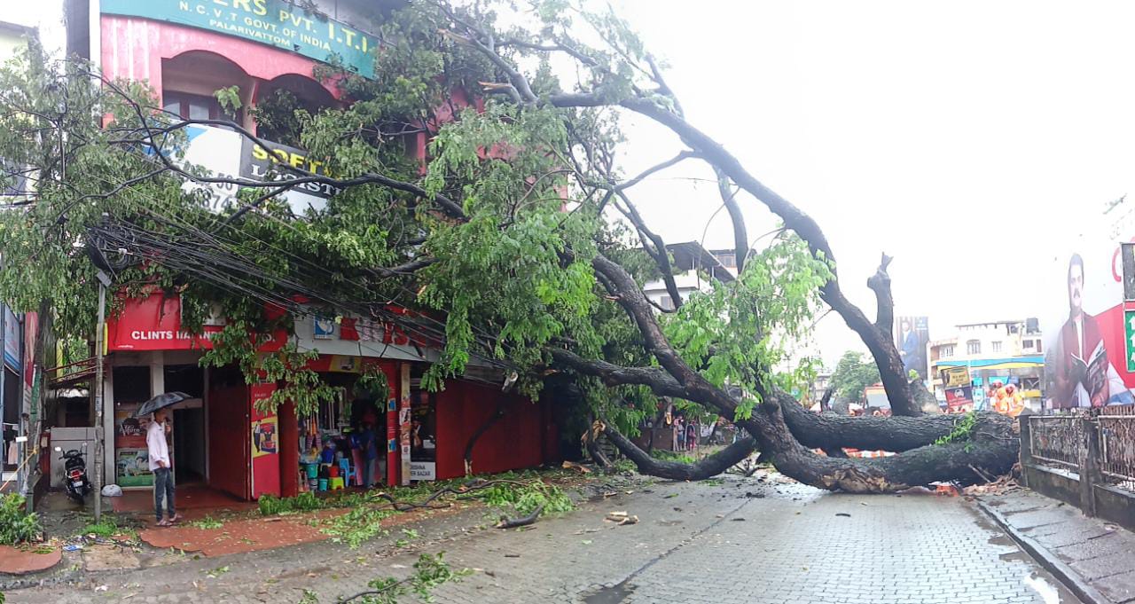 പാലാരിവട്ടത്ത് മഴയിൽ കടപുഴകിയ കൂറ്റൻ മരം