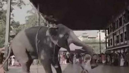 Elephant falls during wedding shooting in Guruvayur;  Papan miraculously escaped Kerala |  Deshabhimani