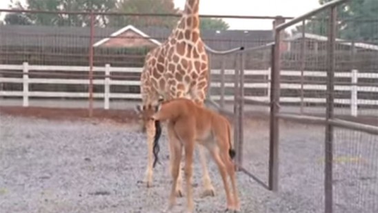 A Rare Sight: Giraffe Born Without Spots in Tennessee Zoo