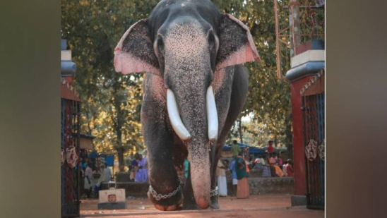 Clash between elephants leads to shooting; Puthupally Sadhu’s search is over today